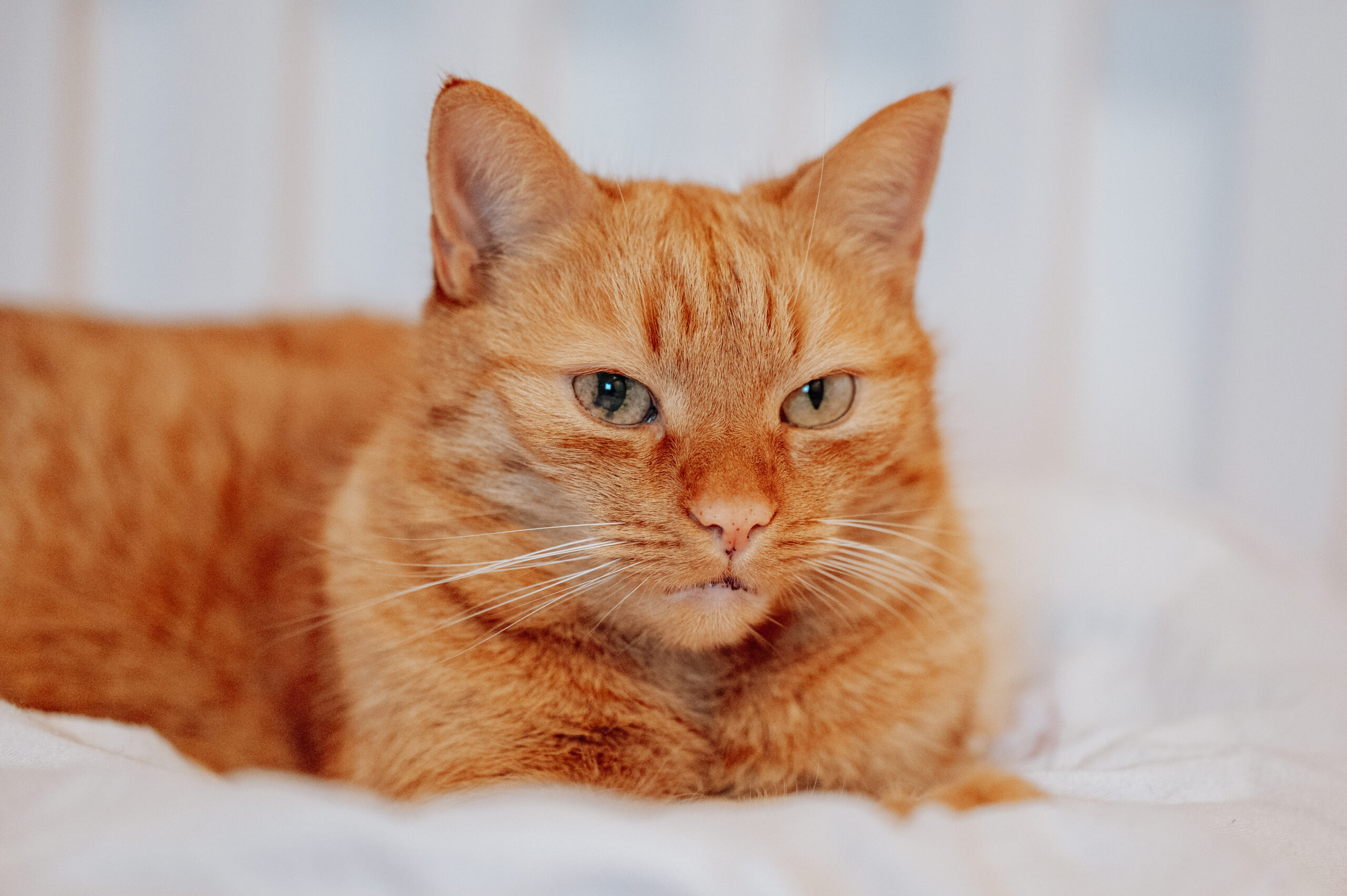 Sarah Brittner Fotografie – warme Bildsprache